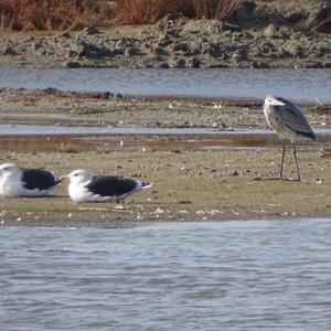 Great Black-backed Gull