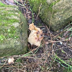 Conifer False Morel