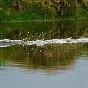 Little Grebe