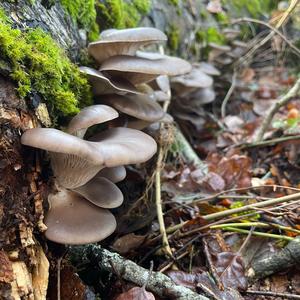 Oyster Mushroom