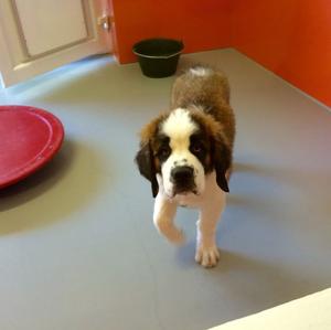 Saint Bernard