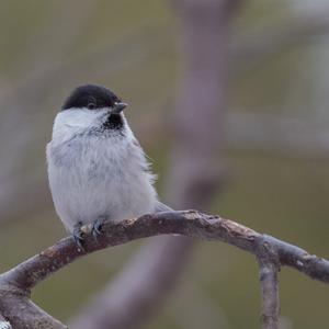 Willow Tit