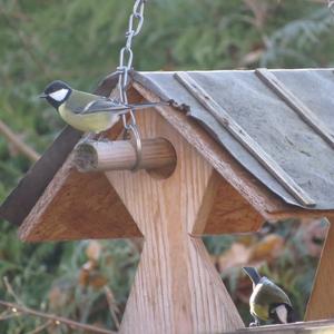 Great Tit