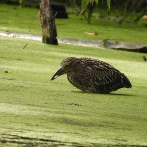 Black-crowned Night-heron