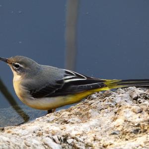 Grey Wagtail