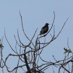 Spotless Starling