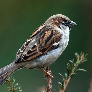 House Sparrow