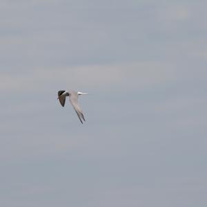 Common Tern