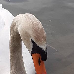 Mute Swan