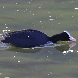 Bläßhuhn