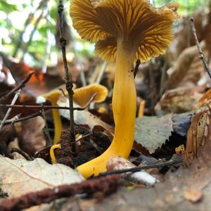 Trumpet Chanterelle