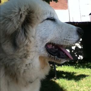 Great Pyrenees