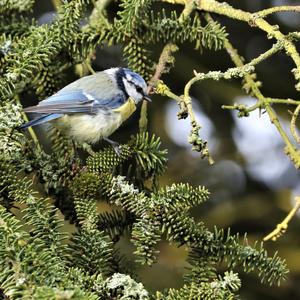 Blue Tit