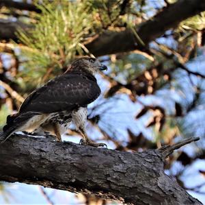 Red-tailed Hawk