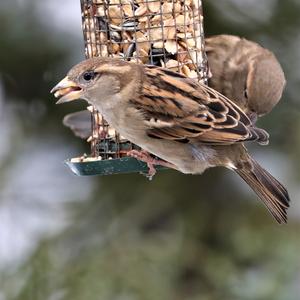 House Sparrow