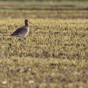 Eurasian Curlew