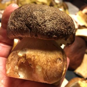 King Bolete