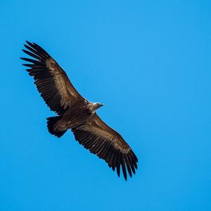 Griffon Vulture