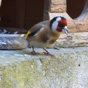 European Goldfinch