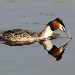 Great Crested Grebe