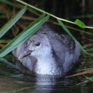 Bläßhuhn