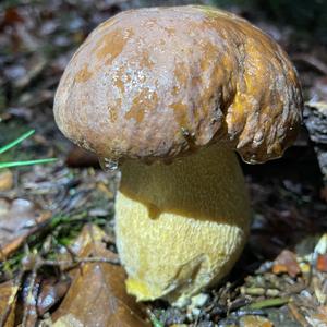 Summer Bolete