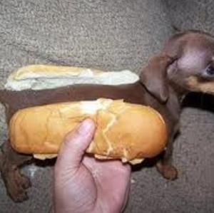 Dachshund