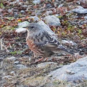 Alpine Accentor