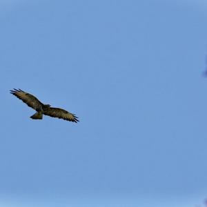 Common Buzzard