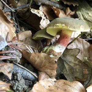 Red-cracked Bolete