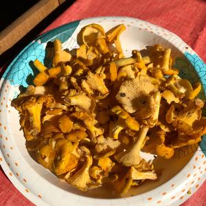 Chanterelle, Common