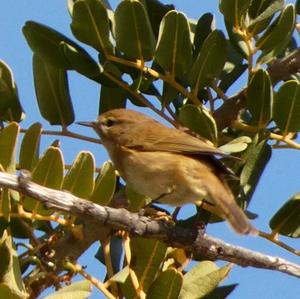 Common Chiffchaff