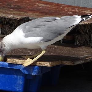 Herring Gull