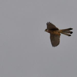 Common Kestrel