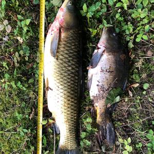 Grass carp