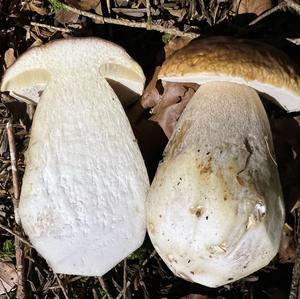 King Bolete