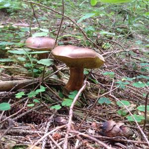 Bay Bolete