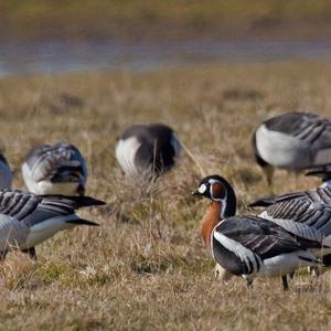 Red-breasted Goose