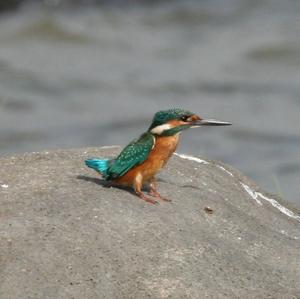 Common Kingfisher