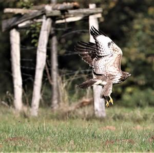 Mäusebussard