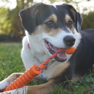 Unknown Breed