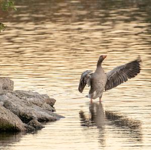 Greylag Goose