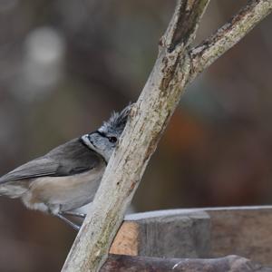 Crested Tit