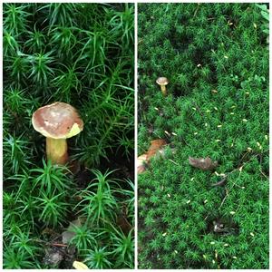 Bay Bolete