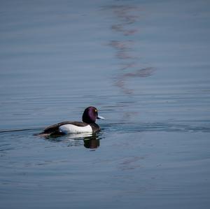 Tufted Duck