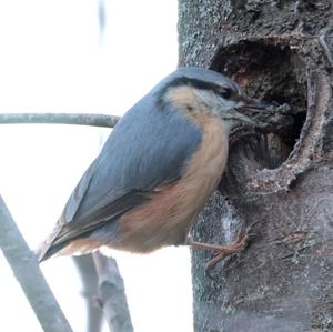 Wood Nuthatch