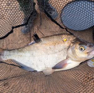 White bream