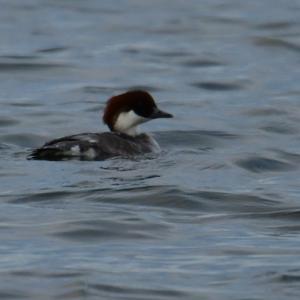 Smew