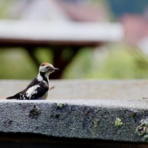 Great Spotted Woodpecker