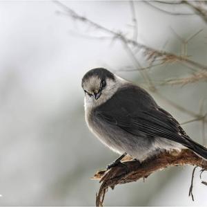 Grey Jay